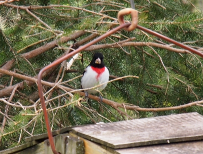 [A black bird wit a white stomach and a red triangle from neck to stomach perched in a tree.]